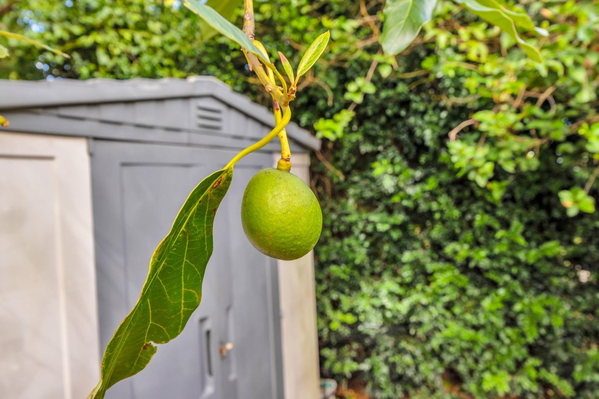 2576 Alohia Place Haiku, HI 96708 - Photo 38 of 46