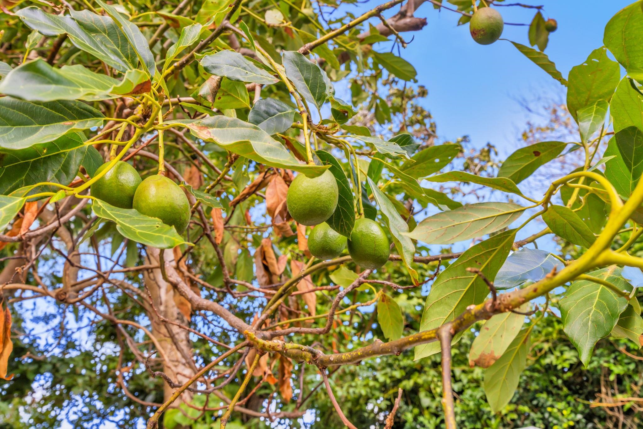 2576 Alohia Place Haiku, HI 96708 - Photo 39 of 46