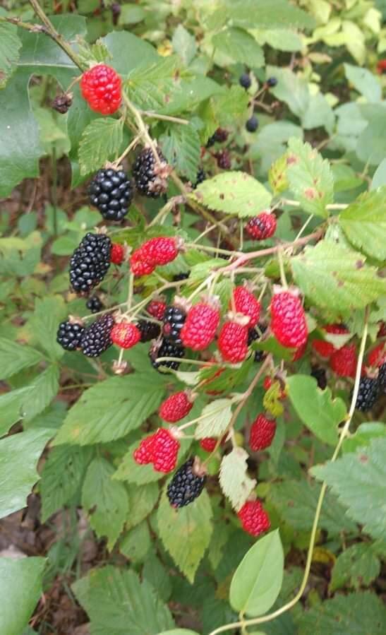 137 West Reed Road LaFayette, GA 30728 - Photo 40 of 41 blackberries
