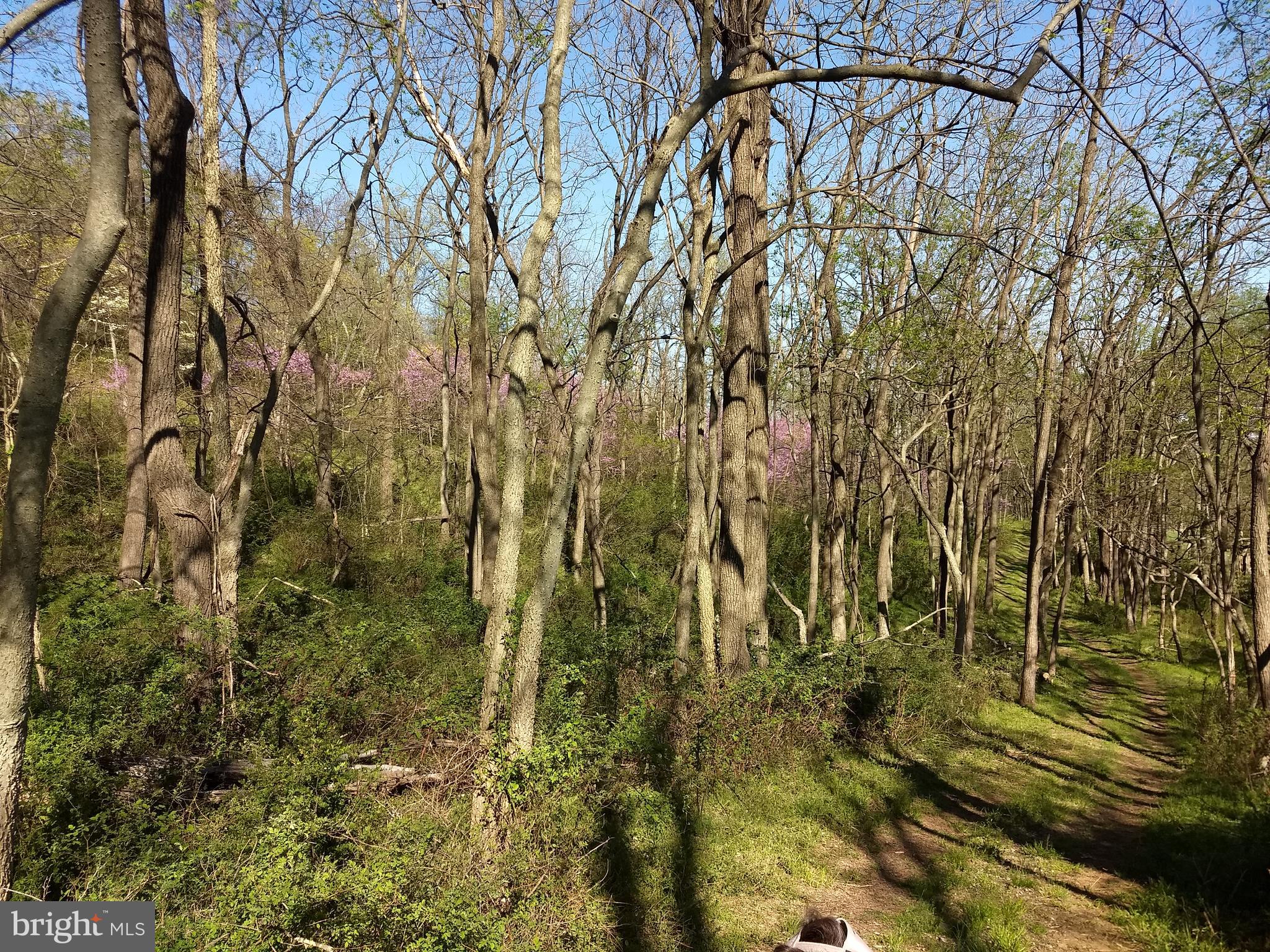 0 Ridgeside Road Bluemont, VA 20135 - Photo 20 of 46 current driveway
