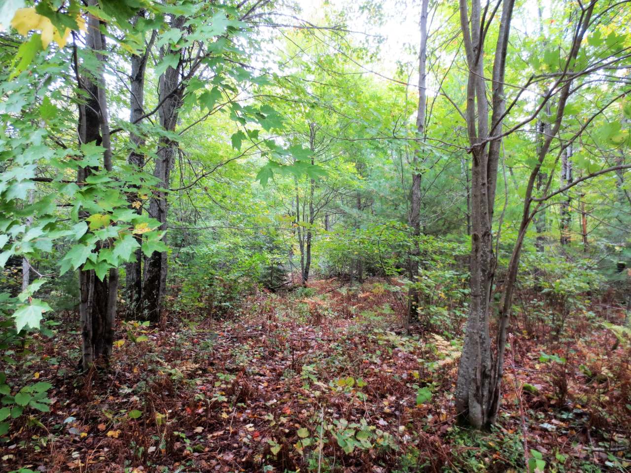 Lot 11 Breezy Pine Road Rhinelander, WI 54501 - Photo 1 of 5 Gallery Image 1