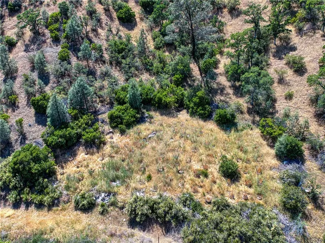 a view of a yard with plants and large trees