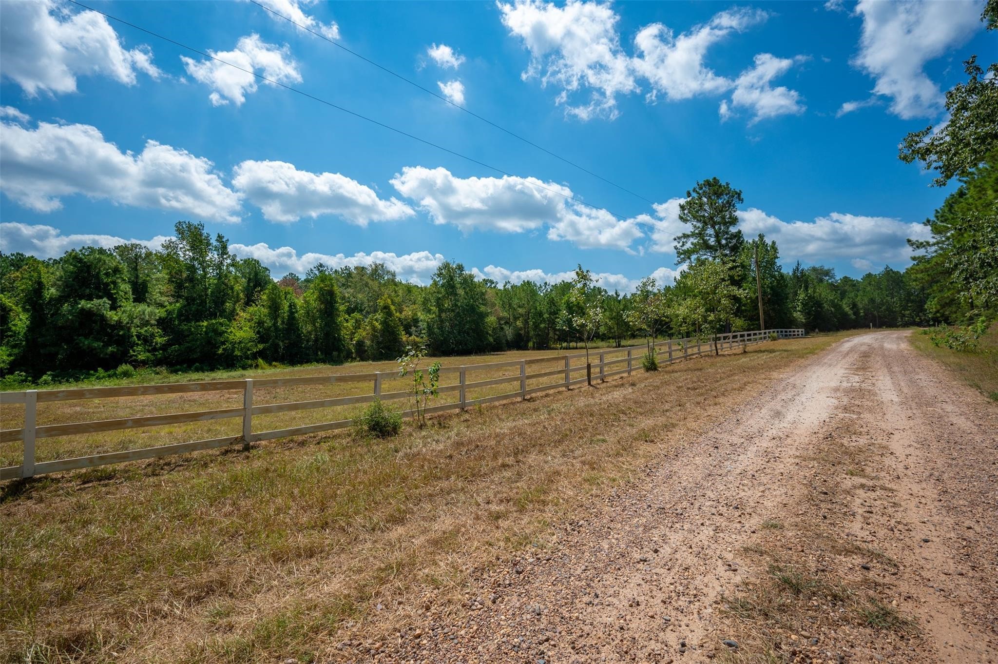 247 Blooming Dogwood Road Chester, TX 75936 - Photo 4 of 7 a view of outdoor space and yard