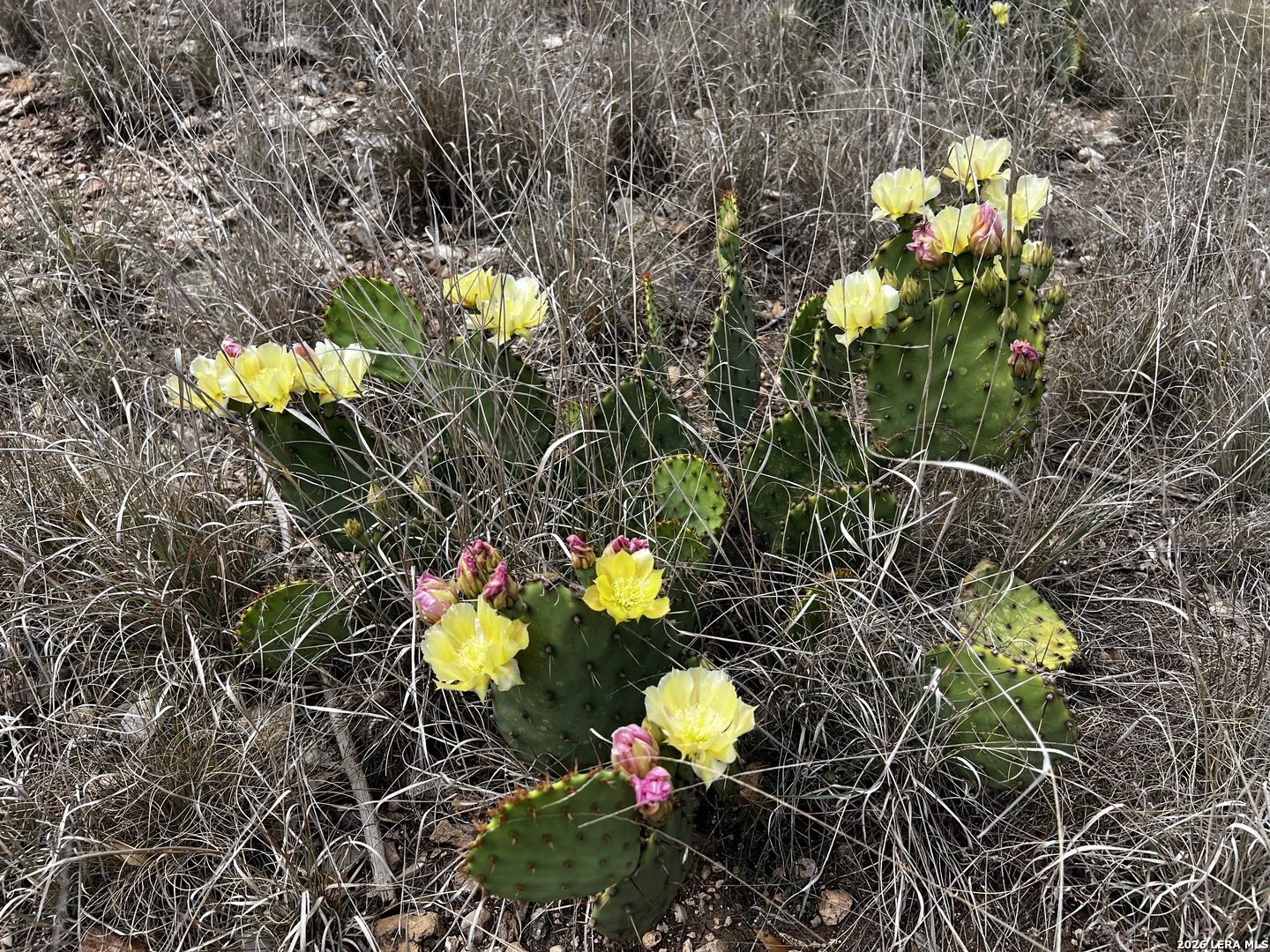 16 Cedar Rdg Lane Concan, TX 78838 - Photo 3 of 8