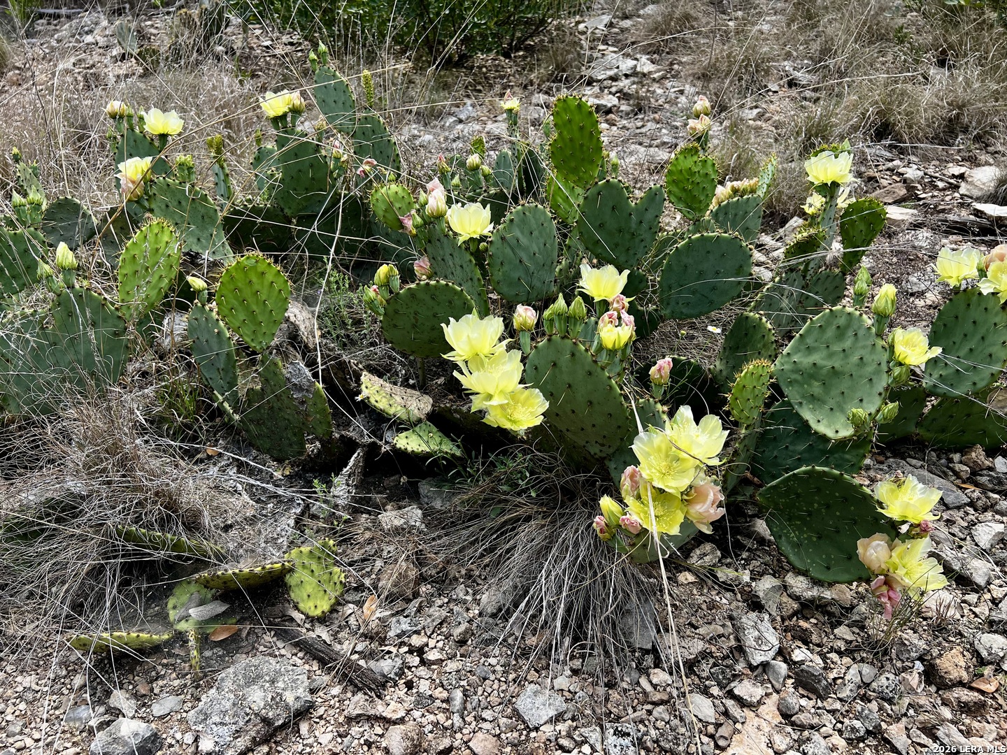 16 Cedar Rdg Lane Concan, TX 78838 - Photo 6 of 8
