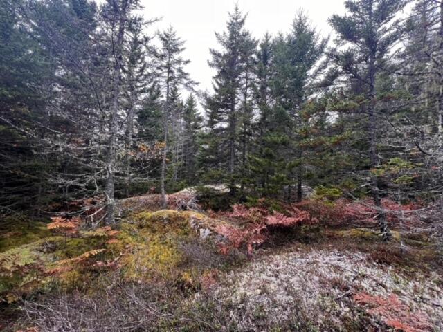 12-4 South Burnt Cove Road Stonington, ME 04681 - Photo 3 of 11 George's Woods Lot #4