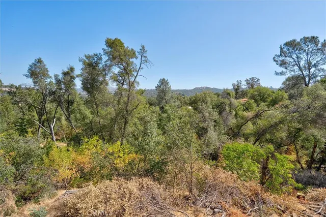 a view of a bunch of trees and bushes