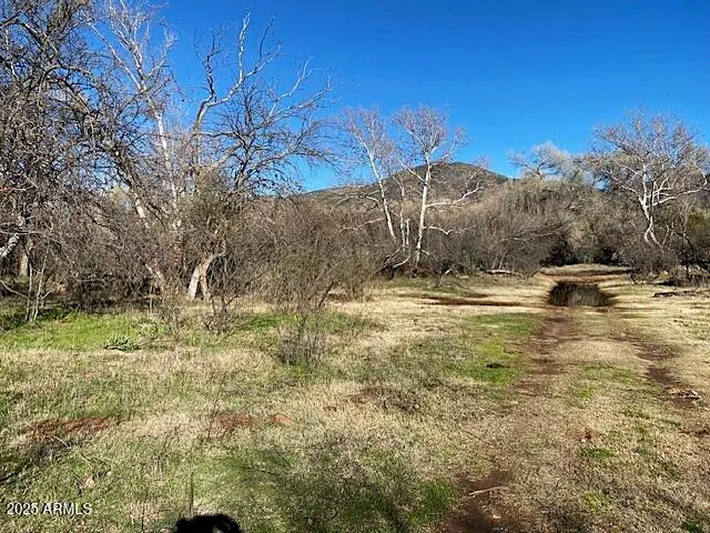a view of road with large trees