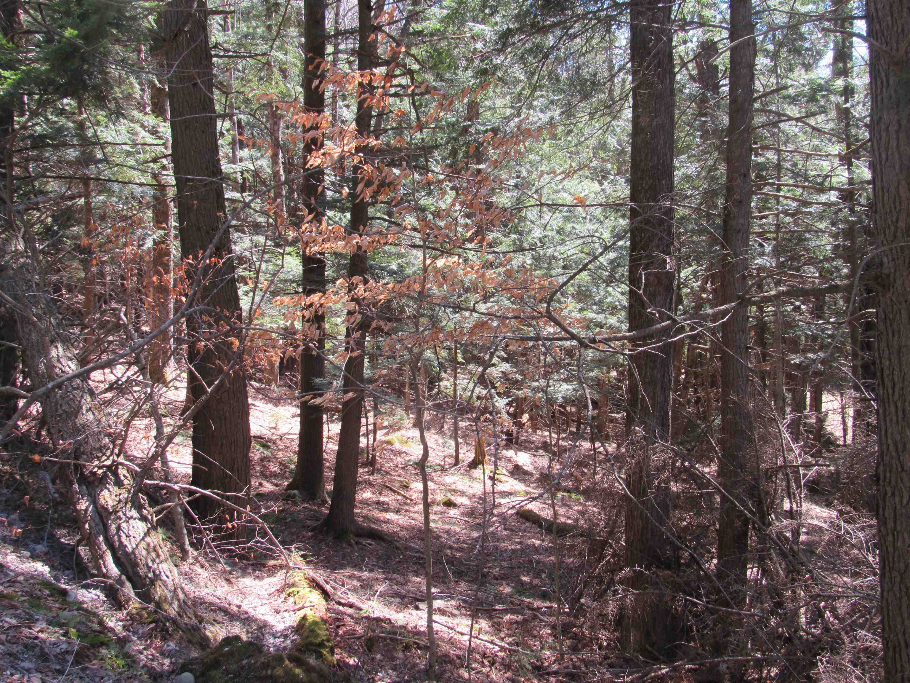 0 Stratton View Road, Unit 58 Winhall, VT 05340 - Photo 6 of 9