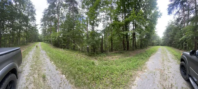 a view of a yard with large trees