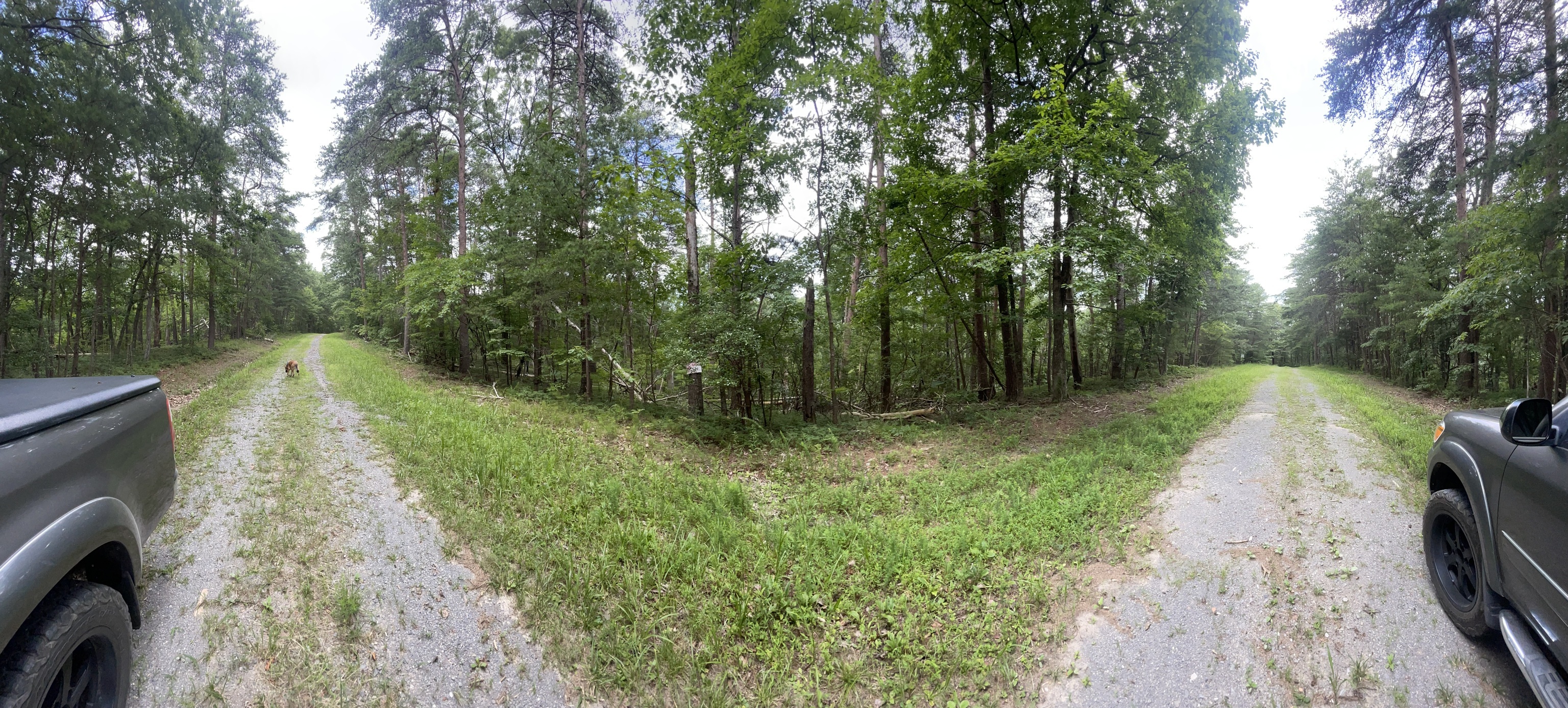 1494 Derby Court Northeast Ranger, GA 30734 - Photo 2 of 31 a view of a yard with large trees