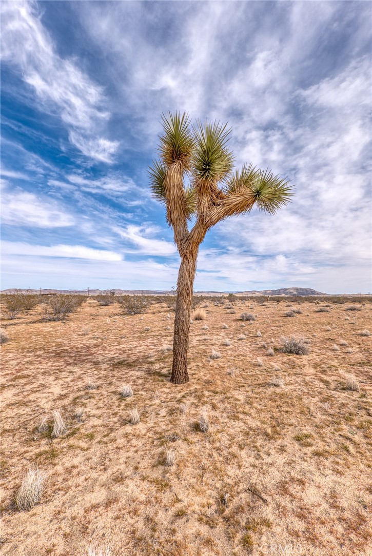 147 Little Road Joshua Tree, CA 92252 - Photo 4 of 37
