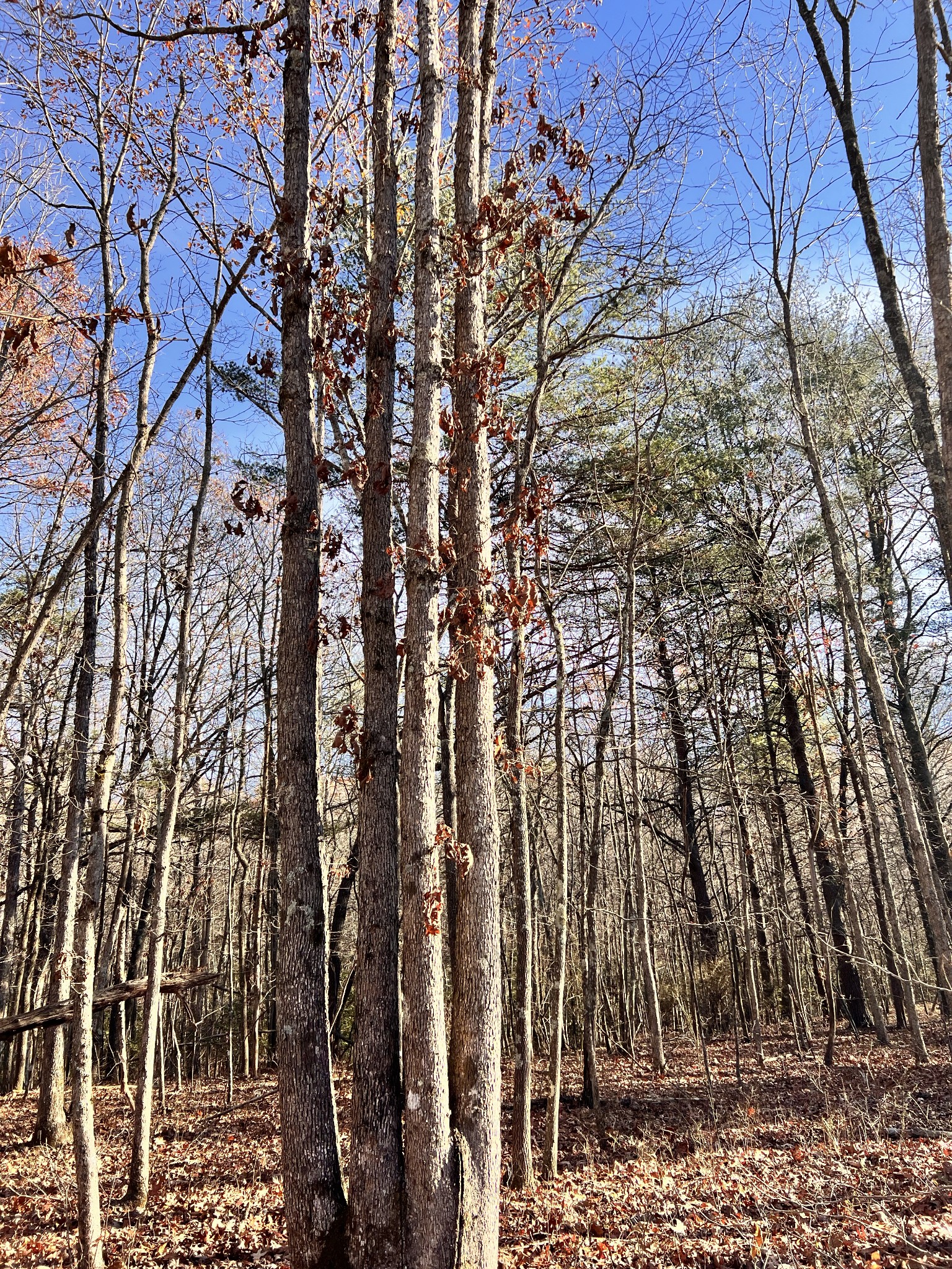 72 Lady Slipper Lane Pelham, TN 37366 - Photo 14 of 41