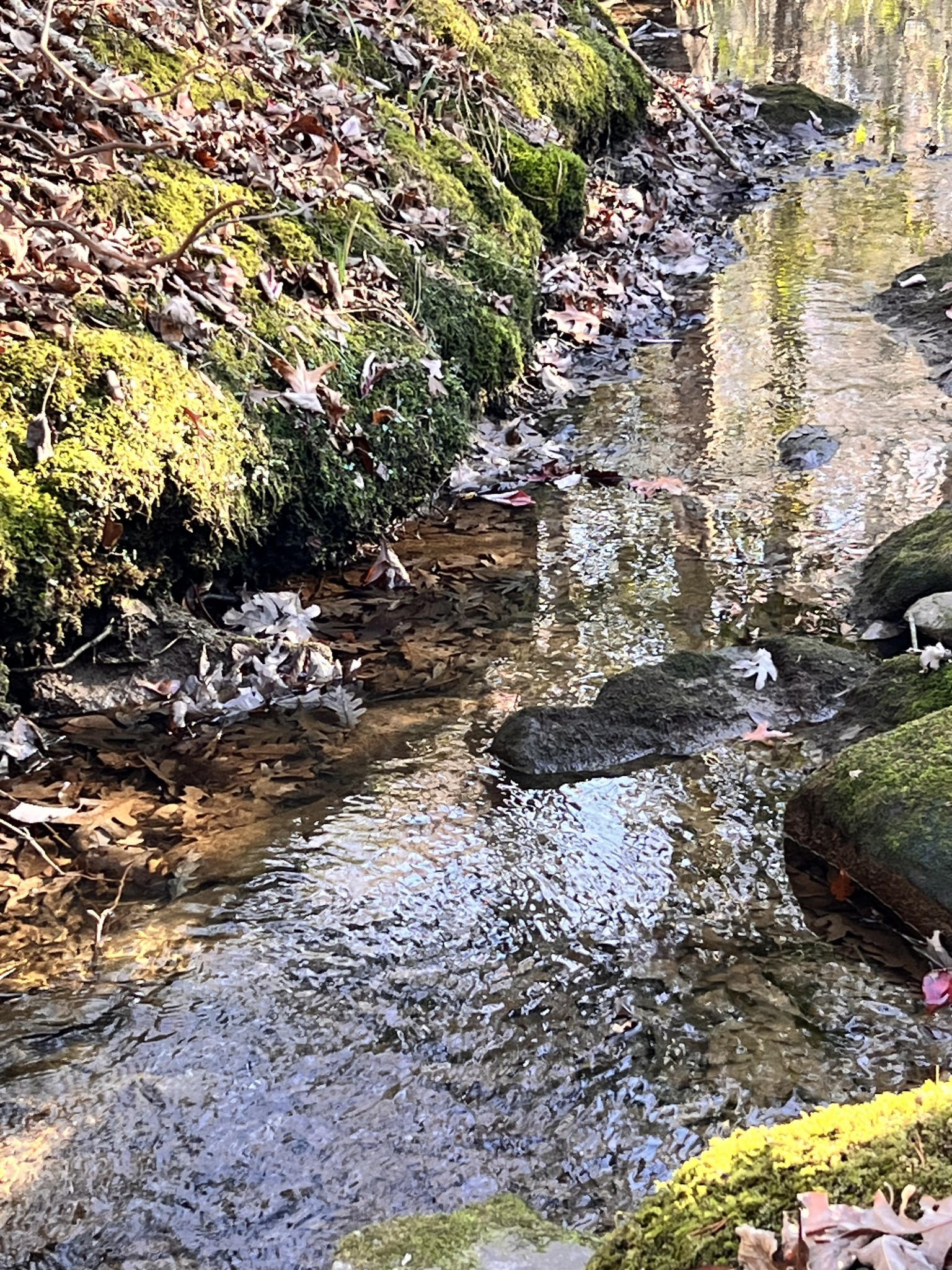 72 Lady Slipper Lane Pelham, TN 37366 - Photo 15 of 41