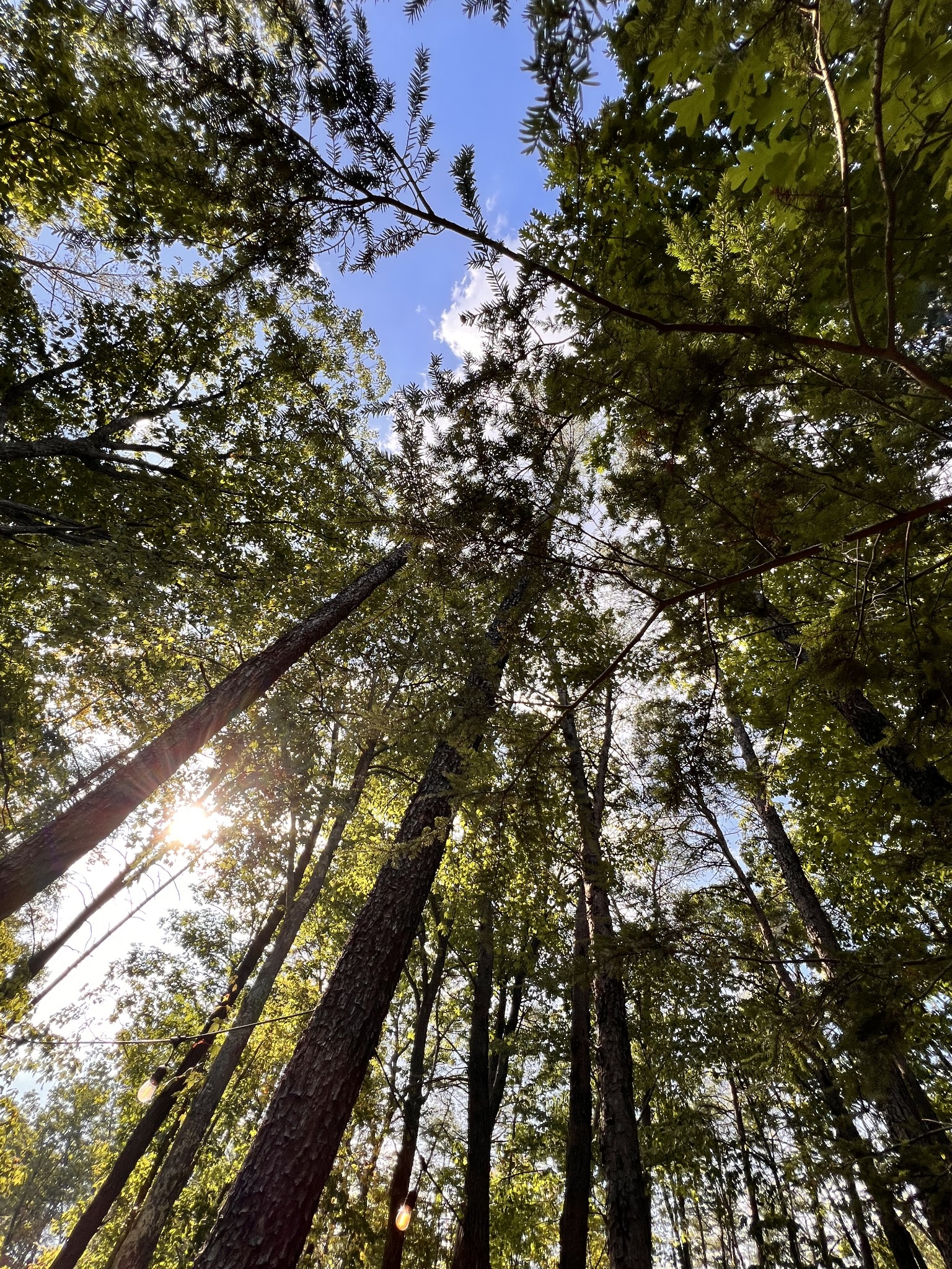 72 Lady Slipper Lane Pelham, TN 37366 - Photo 17 of 41