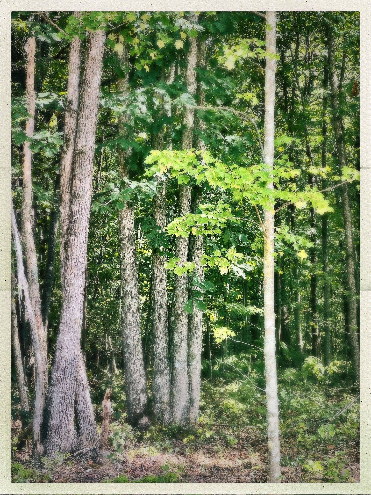 72 Lady Slipper Lane Pelham, TN 37366 - Photo 18 of 41