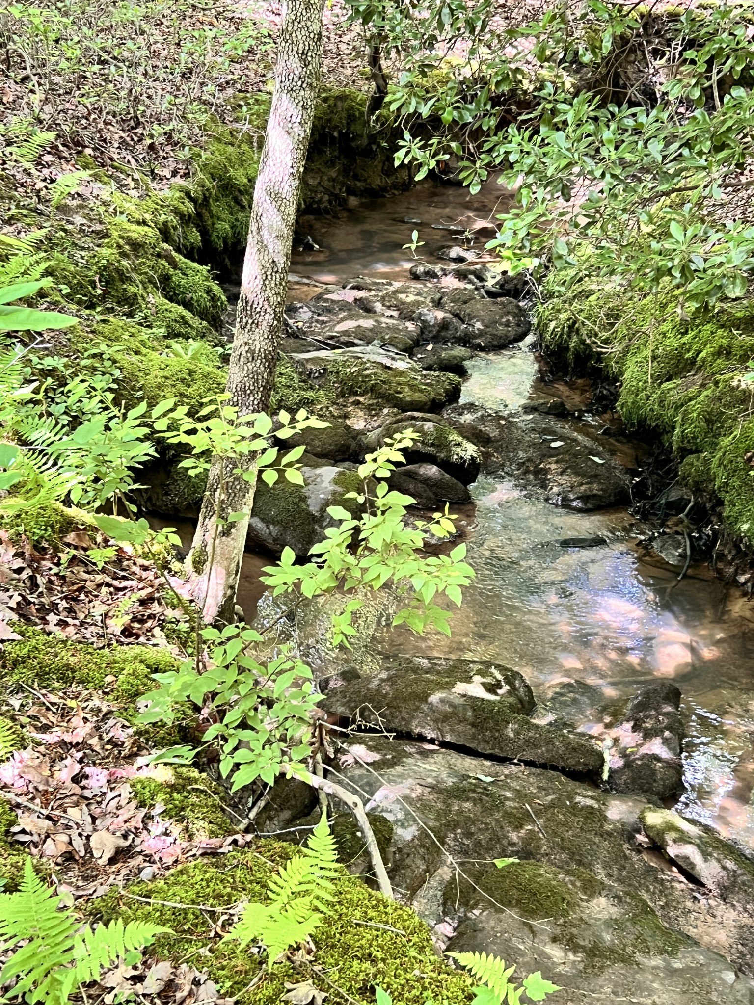 72 Lady Slipper Lane Pelham, TN 37366 - Photo 26 of 41