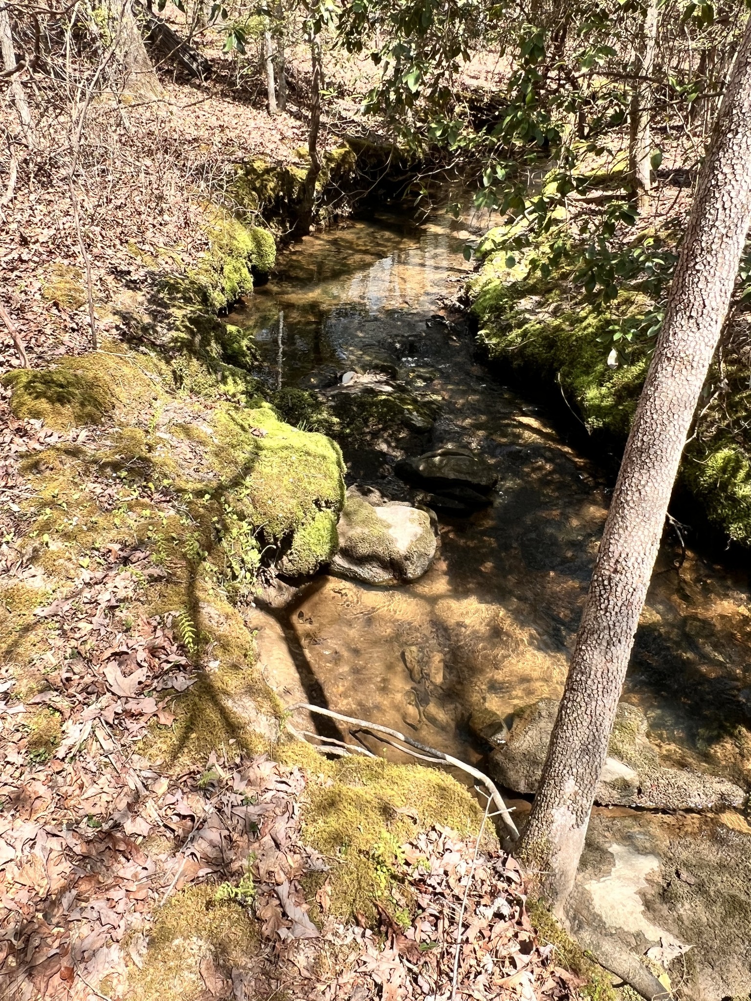 72 Lady Slipper Lane Pelham, TN 37366 - Photo 28 of 41