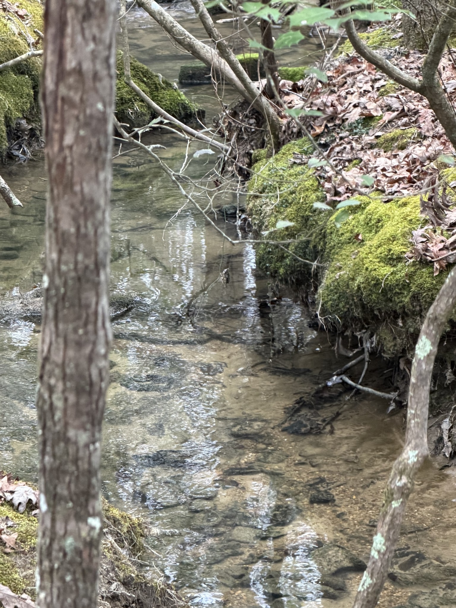 72 Lady Slipper Lane Pelham, TN 37366 - Photo 40 of 41