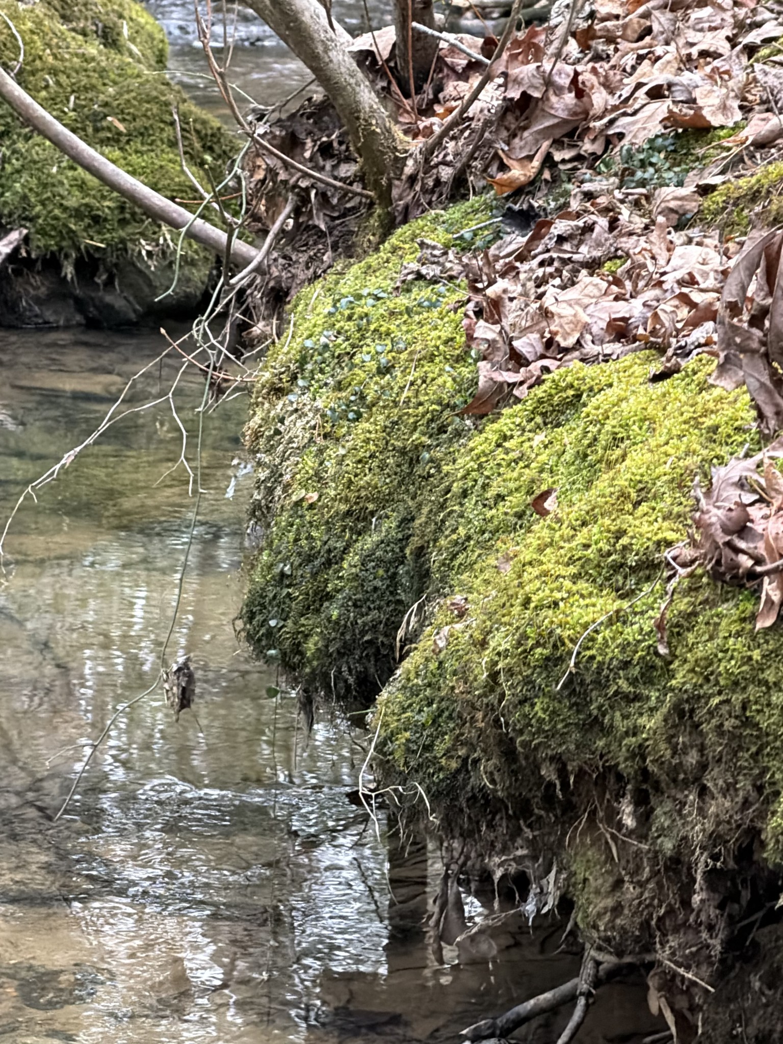 72 Lady Slipper Lane Pelham, TN 37366 - Photo 41 of 41