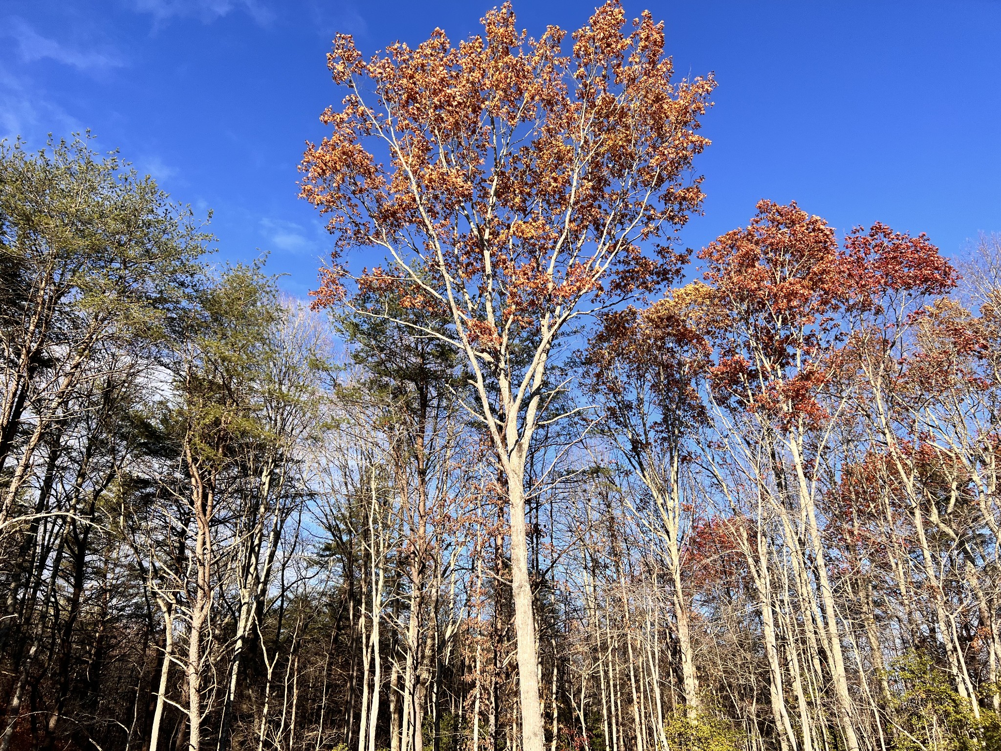 72 Lady Slipper Lane Pelham, TN 37366 - Photo 7 of 41