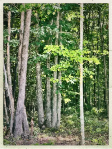 $85,000 | 72 Lady Slipper Lane, Pelham, TN 37366