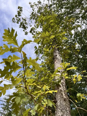 $85,000 | 72 Lady Slipper Lane, Pelham, TN 37366