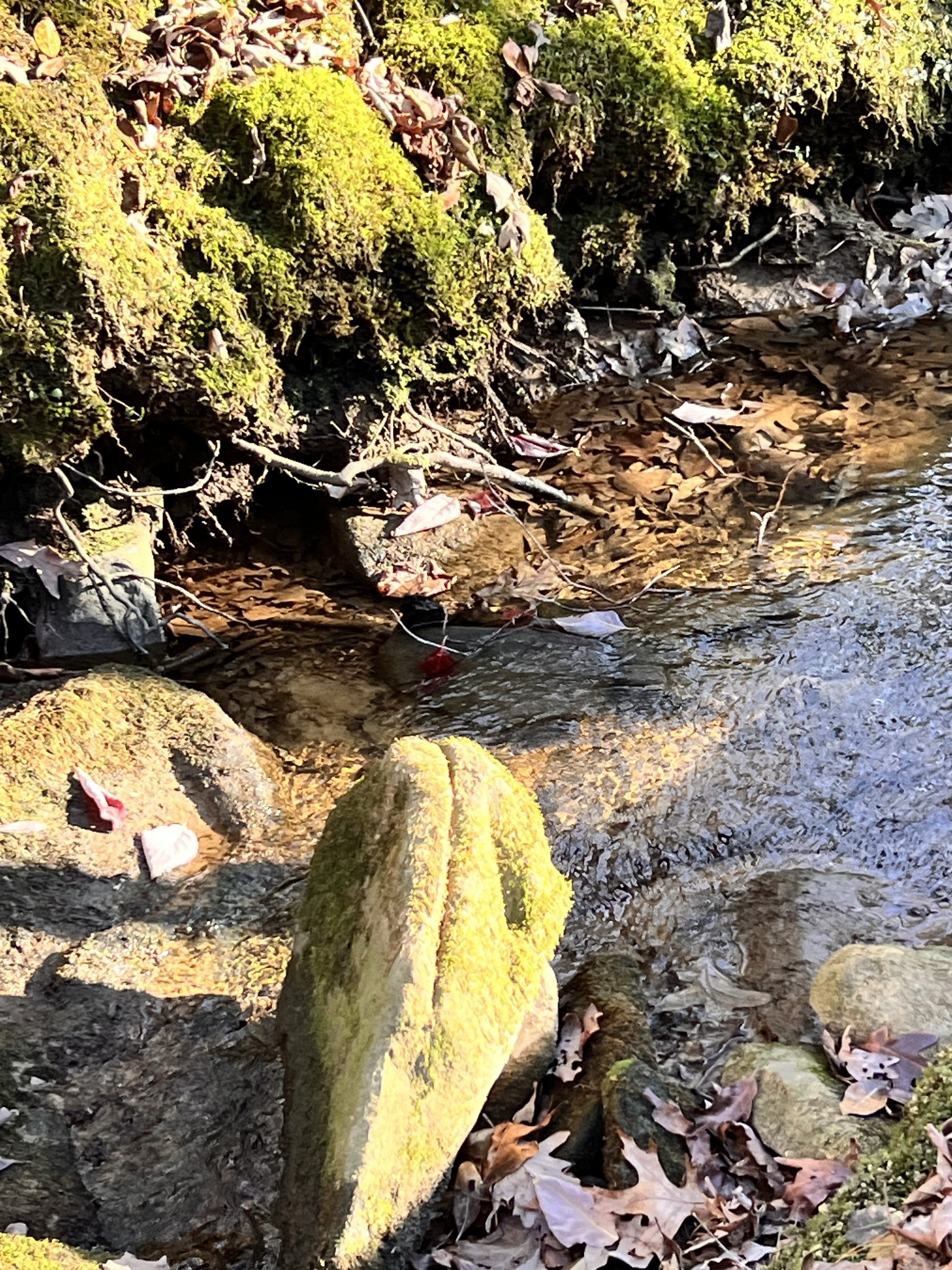 72 Lady Slipper Lane Pelham, TN 37366 - Photo 10 of 41