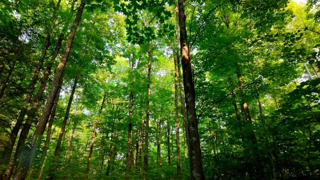 $59,000 | Tower Road, Unit 6, Crandon, WI 54520