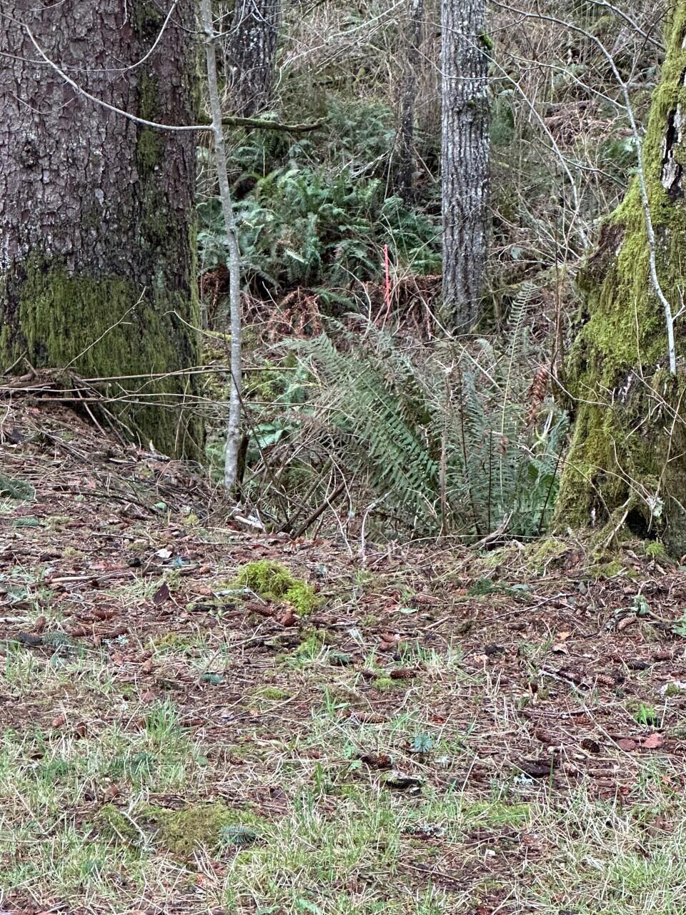 11-12 Big Trout Road Grand Ronde, OR 97347 - Photo 15 of 17 pic14_IMG_0798