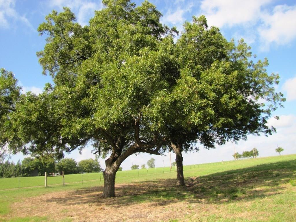 14550 Highway 78 Blue Ridge, TX 75424 - Photo 17 of 37 a view of a yard with an tree