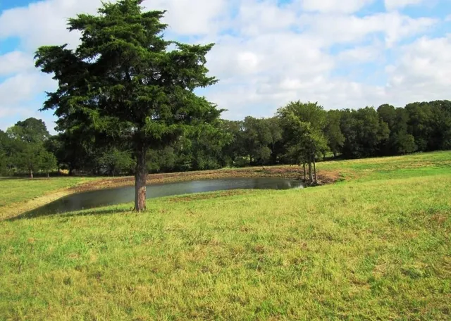 a view of a field with a tree