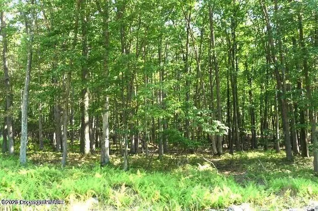 a view of a park with large trees