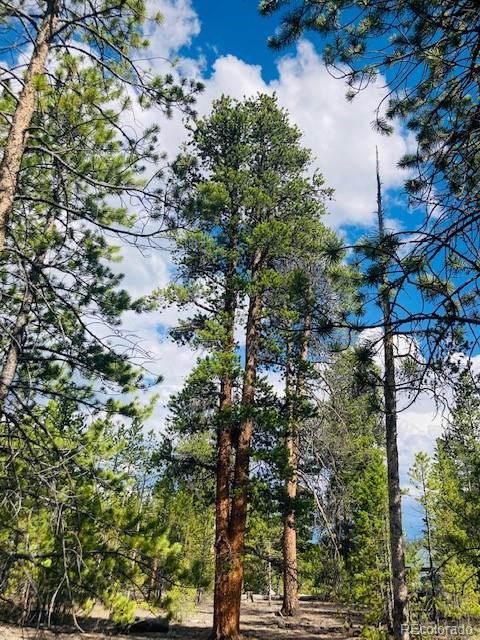 199 Cedar Drive Twin Lakes, CO 80461 - Photo 12 of 20 a picture of tree