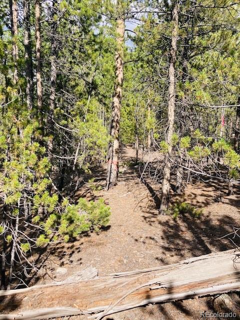 199 Cedar Drive Twin Lakes, CO 80461 - Photo 14 of 20 a view of a yard with plants