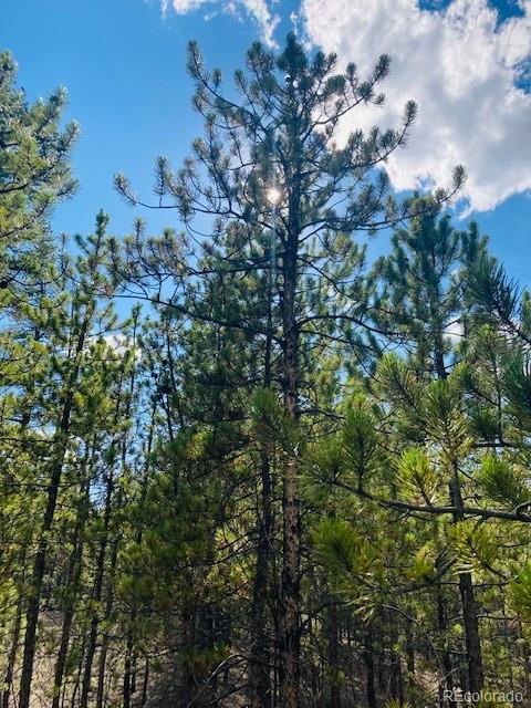 199 Cedar Drive Twin Lakes, CO 80461 - Photo 17 of 20 a view of a tree in a yard
