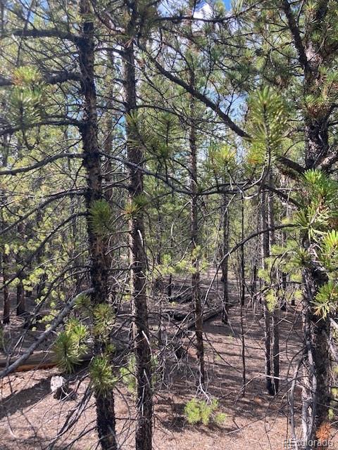 199 Cedar Drive Twin Lakes, CO 80461 - Photo 18 of 20 a picture of tree