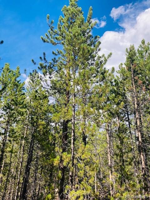 199 Cedar Drive Twin Lakes, CO 80461 - Photo 2 of 20 a view of a bunch of flowers in a garden