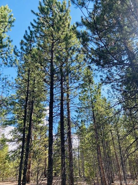 199 Cedar Drive Twin Lakes, CO 80461 - Photo 6 of 20 a yard with tall trees