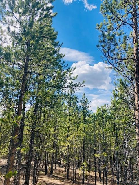199 Cedar Drive Twin Lakes, CO 80461 - Photo 10 of 20 a view of a yard with plants and trees