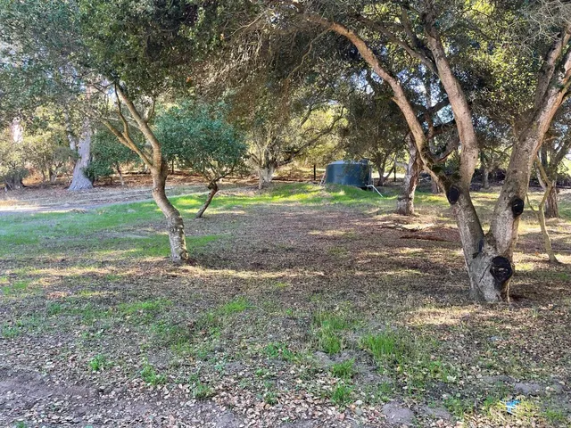 a view of a tree in the middle of a yard