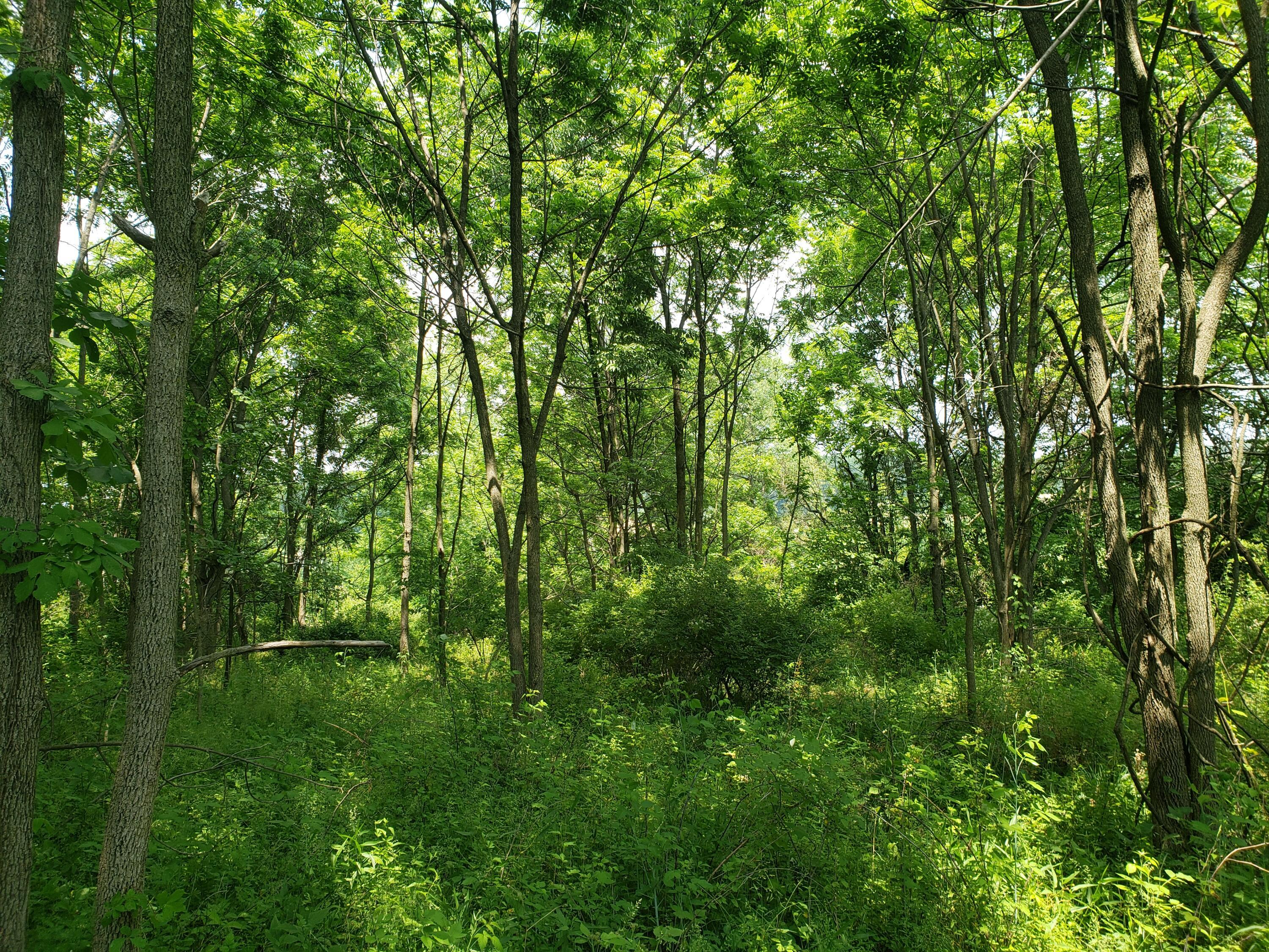 0 Woods Church Road Walhonding, OH 43843 - Photo 12 of 19 20230609_140920