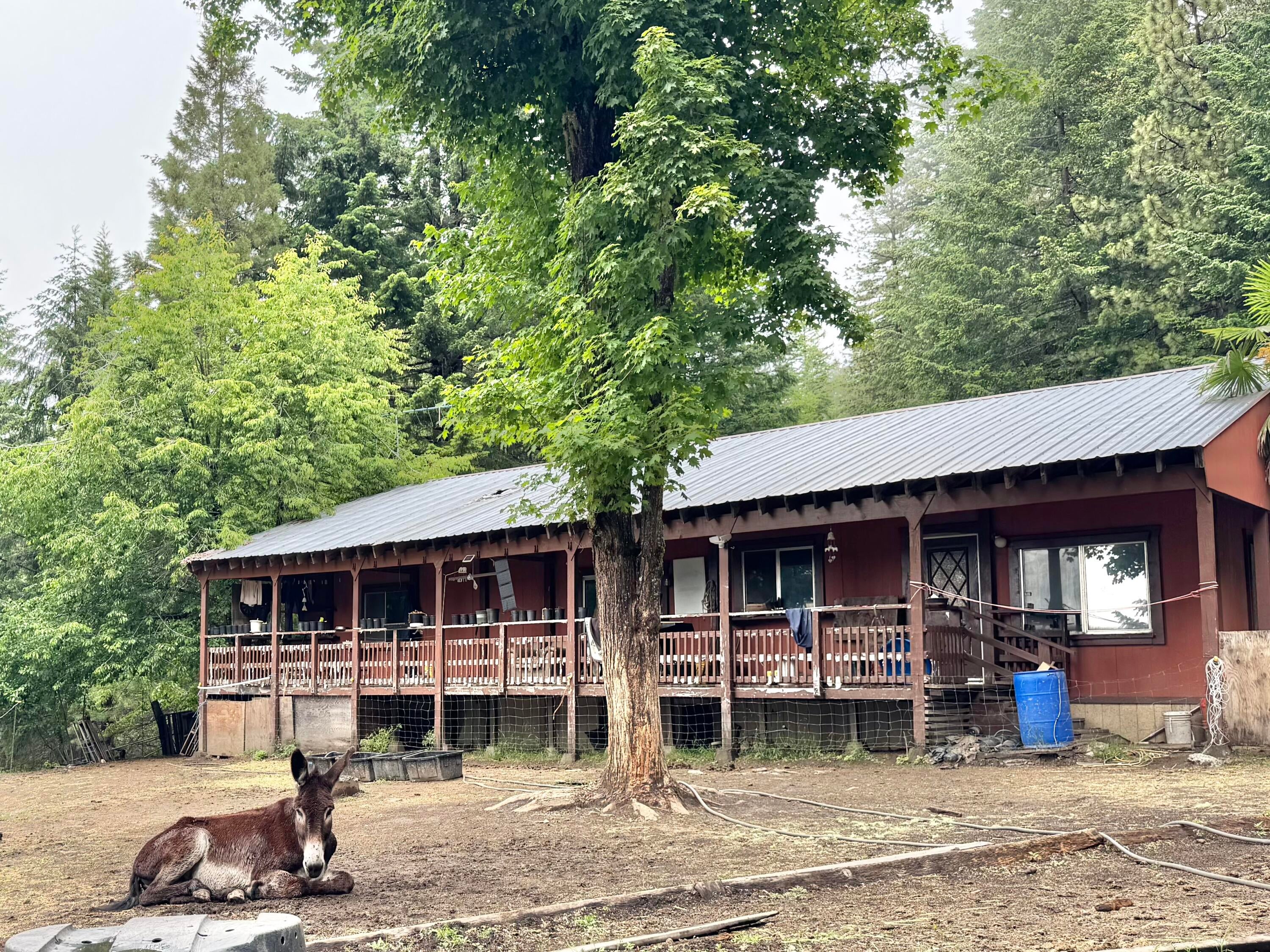12575 Buck Mountain Road Bridgeville, CA 95526 - Photo 1 of 30 Gallery Image 1