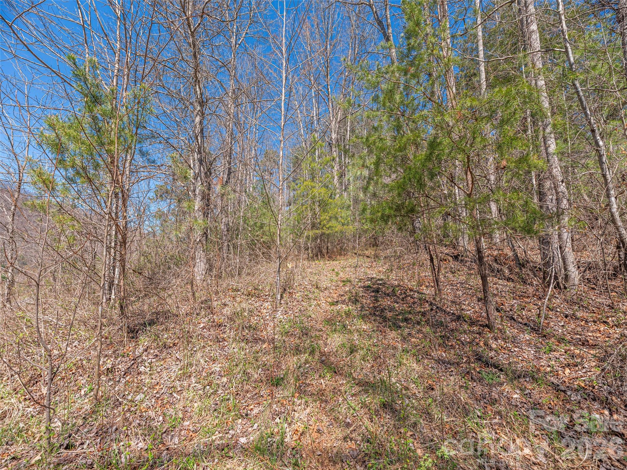 0 Worley Cove Road Marshall, NC 28753 - Photo 6 of 25 a view of a yard with trees