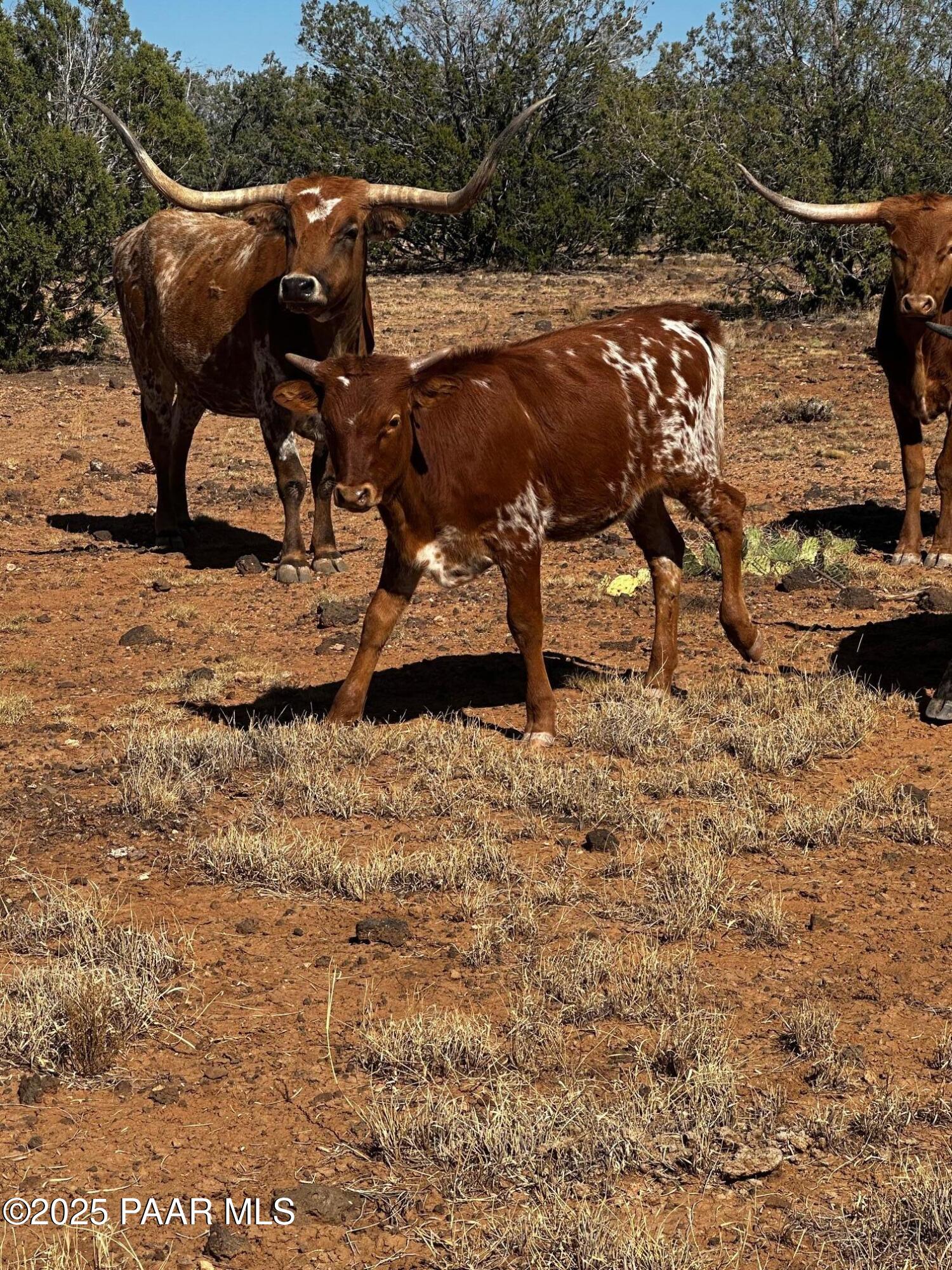 10777 Raging Crab Road Ash Fork, AZ 86320 - Photo 28 of 44 Longhorn cattle