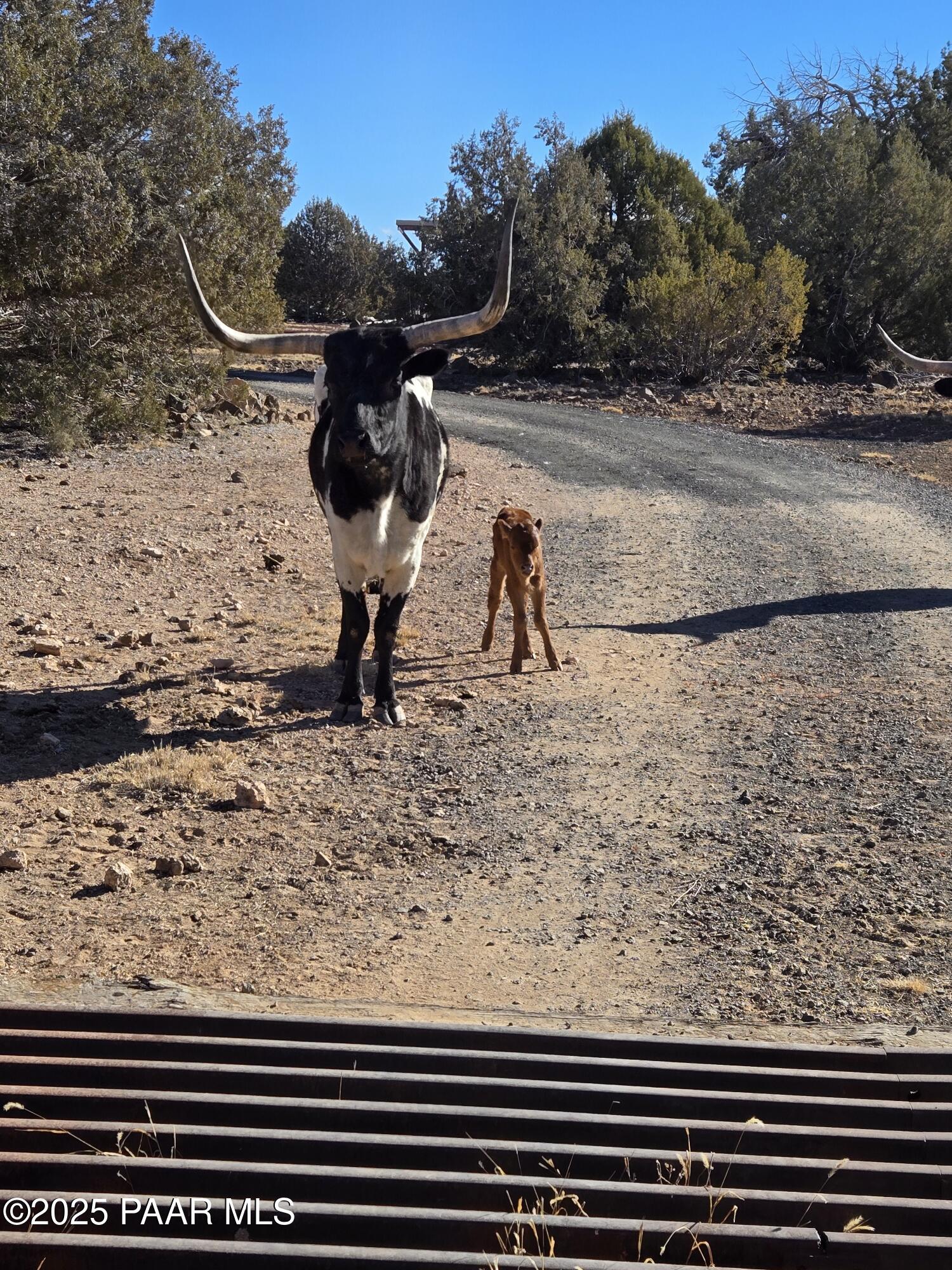 10777 Raging Crab Road Ash Fork, AZ 86320 - Photo 42 of 44 Longhorn