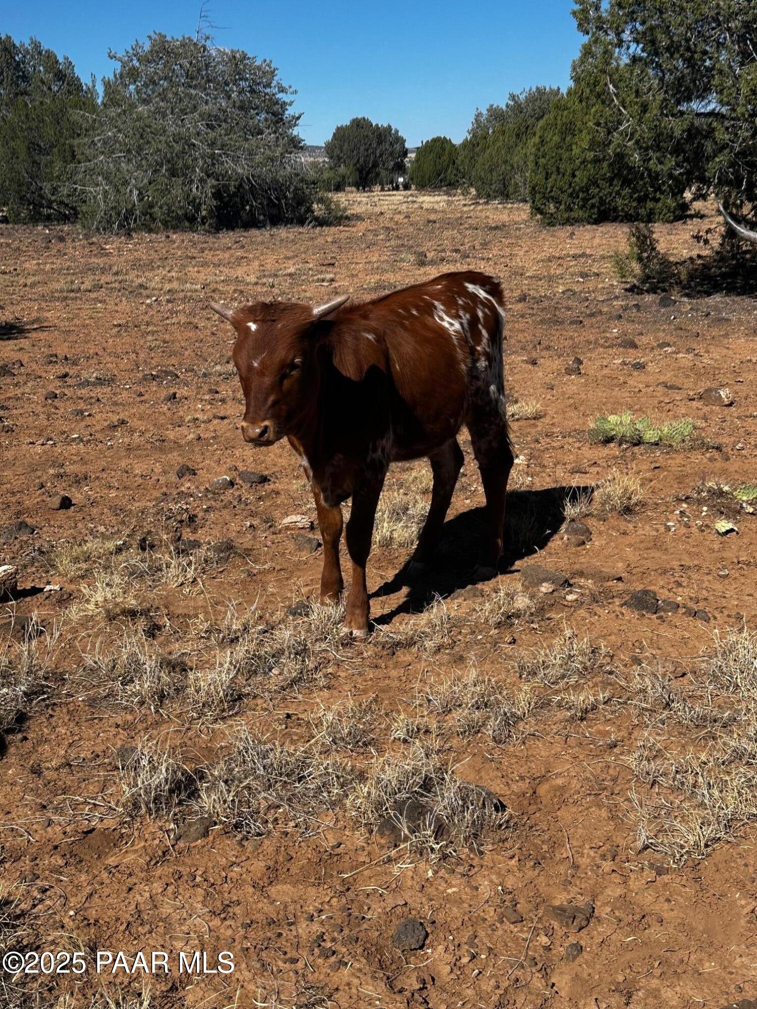 10777 Raging Crab Road Ash Fork, AZ 86320 - Photo 43 of 44 Longhorn cattle 2