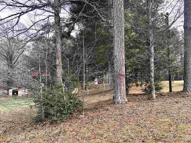 a view of a forest filled with trees