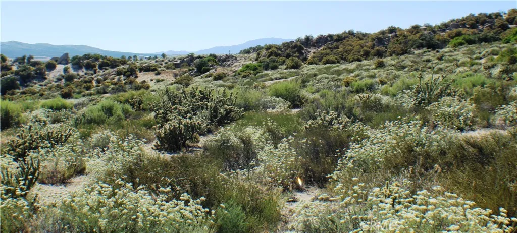42560 Labrinia Anza, CA 92539 - Photo 13 of 22 a view of a forest with a forest