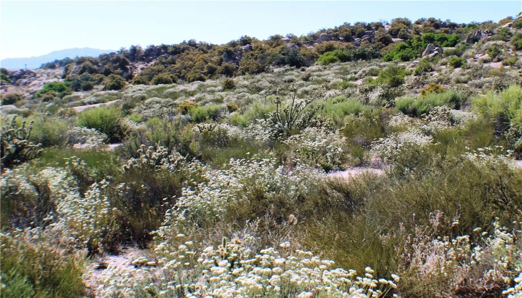 42560 Labrinia Anza, CA 92539 - Photo 14 of 22 a view of a forest with a forest